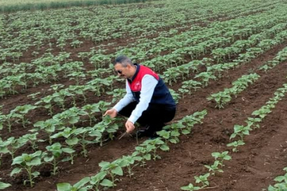 Lüleburgaz’da Ayçiçeği Tarlalarında Fenolojik İnceleme