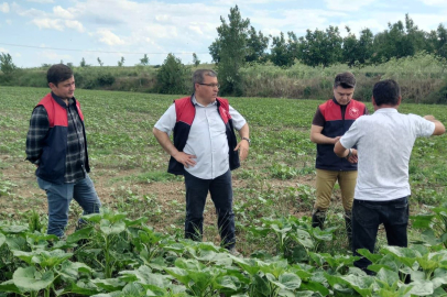 Pehlivanköy’de Ayçiçeği Tarlalarında Fenolojik ve Teknik Kontroller Yapıldı