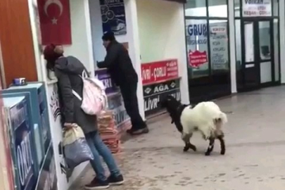 Edirne'de Otogara Giren İnatçı Keçi Çekmeceden Paraları Alıp Gitti