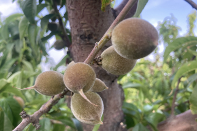 Lapseki Şeftalisinde Hasat Hazırlığı
