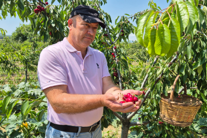 Tekirdağ'da Kirazda Kalite Yükseldi: 3 Bin Ton Rekolte Beklentisi