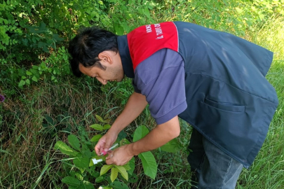 Kırklareli’nde Kahverengi Kokarca ile Biyolojik Mücadele Başladı
