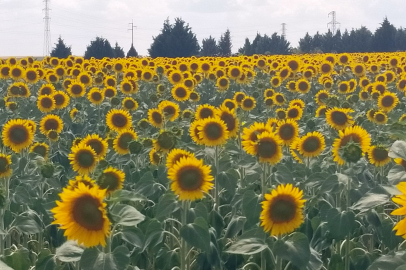 Edirne'de Tarlalar Sarıya Boyandı