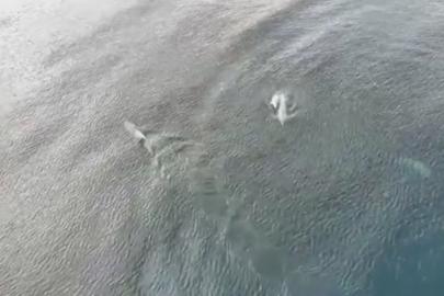 Tekirdağ'da Yunuslar Dronla Görüntülendi