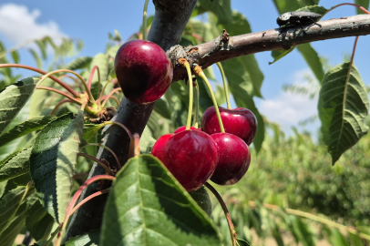 Tekirdağ'da Bahçede Kiraz 130 İle 250 TL Arasında