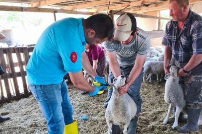 Tekirdağ'da Kuzular Küpelenip Aşılandı