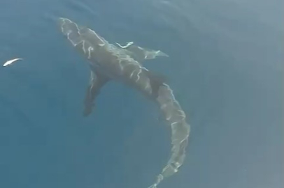 Balıkçılar Saros Körfezi’nde Köpekbalığı Görüntüledi