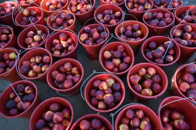 Coğrafi İşaretli Lapseki Şeftalisinde 70 Ton Civarı İhracat Hedefleniyor