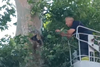 İple Ağaçta Asılı Kalan Karga Kurtarıldı