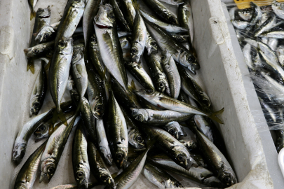 Tekirdağ'da İstavrit Tezgahları Süsledi
