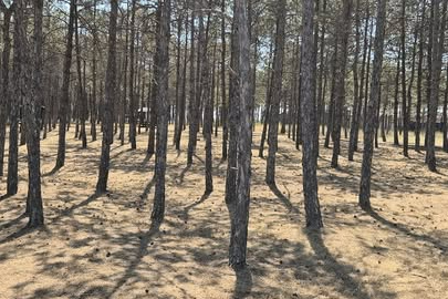 Kırklareli Belediyesi’nden Walldorf Korusu’nda Yangın Önlemi