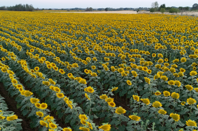Kırklareli'nde "Gündöndü" Tarlaları Doğaya Renk Kattı