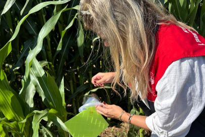Lüleburgaz’da Mısır Kök Kurdu ile Mücadele Sürüyor