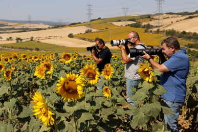 Tekirdağ'daki Ayçiçeği Tarlaları Fotoğraf Tutkunlarını Ağırlıyor