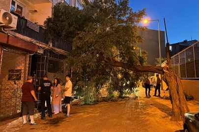 Balkonda Kahve İçerken Üzerine Ağaç Devrildi