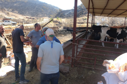 Ayvacık'ta Yangından Etkilenen Alanlarda Hasar Tespit Çalışmaları Başladı