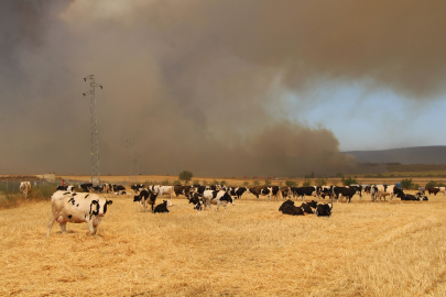 Çanakkale’deki Yangında Köylüler Hayvanlarını Korumak İçin Tarlalarda Bekletiyor