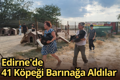 Edirne'de 41 Köpeği Barınağa Aldılar
