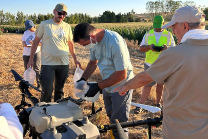 Kırklareli’nde Batı Kök Mısır Kurdu’na Karşı Drone Destekli Mücadele