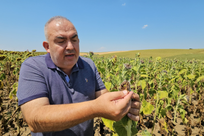 Kuraklık Trakya'yı Vurdu: Ayçiçeğinde Verim Alarmı