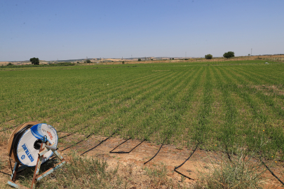 Edirne'de Kullanılmayan Araziler "Damla Sulama" İle Tarıma Kazandırılıyor