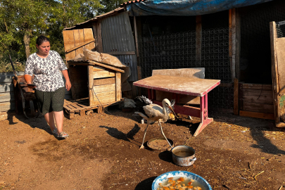 Anne Şevkatiyle Yaralı Leyleğe Sahip Çıktı