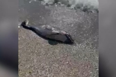 Tekirdağ'da Ölü Yunus Sahile Vurdu