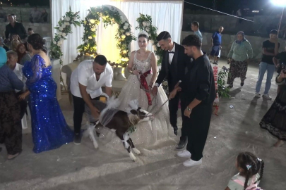 Çanakkale'de Gelin ve Damada Buzağı Hediye Edildi