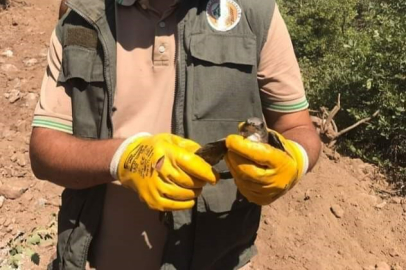 Orman Yangınından Etkilenen Hayvanlara İlk Müdahale Çok Önemli