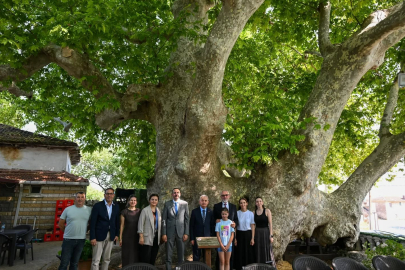 Vali Uğur Turan’dan 582 Yıllık Anıt Ağaç Doğu Çınarına Ziyaret