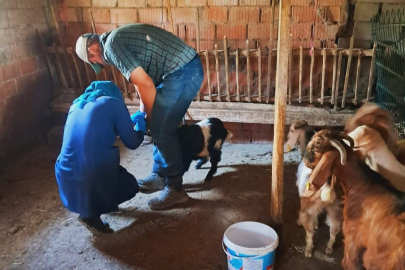Edirne'de Küçükbaş Hayvanlara Brusella Aşısı Uygulandı