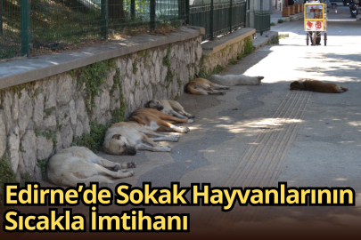 Edirne’de Sokak Hayvanlarının Sıcakla İmtihanı