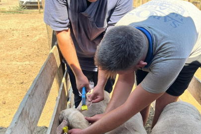 İpsala'da Küçükbaş Hayvanlara Küpe Takıldı
