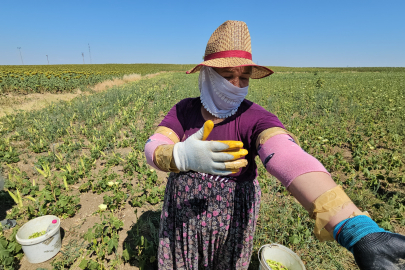 Keşan'ın Altın Değeri: Siğilli Bamyası Tarladan Sofraya Alın Teriyle Geliyor