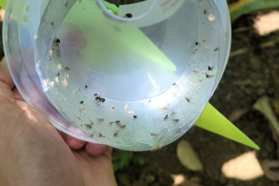 Pınarhisar’da Batı Mısır Kök Kurdu’na Karşı Feromon Tuzaklı Mücadele