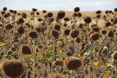 Yağlık Ayçiçeğinde Tarife Kontenjanı Uygulanması Çiftçi Açısından Önemli