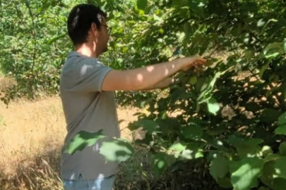 Demirköy’de Kahverengi Kokarca’ya Karşı Samuray Arısıyla Biyolojik Mücadele Başladı
