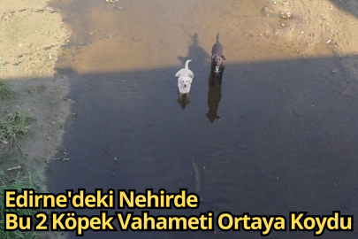 Edirne'deki Nehirde Bu 2 Köpek Vahameti Ortaya Koydu