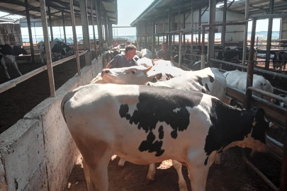 Babaeski’de Hayvanlara Aşılama ve Kontrol Çalışmaları Sürüyor