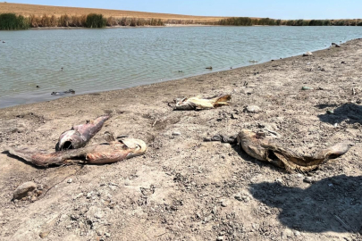 Tekirdağ'da Su Seviyesi Düşen Gölette Oksijensiz Kalan Balıklar Telef Oldu