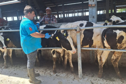 Hayrabolu’da Şap Hastalığına Karşı Koruyucu Aşılama Başladı