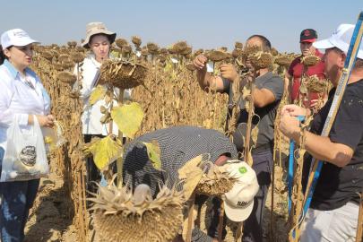 Edirne’de Ayçiçeği Verimi Üzerine Bilimsel Çalışma Başladı