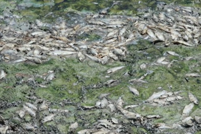 Kırklareli'nde Kuruyan Gölette Balık Ölümleri