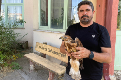 Aşırı Sıcaklarda Bitkin Düşen Yaban Hayvanları Tedavi Sonrası Doğaya Bırakılıyor