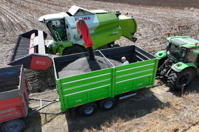 Edirne'de Aşırı Sıcaklar Nedeniyle Ayçiçeği Hasadı Bu Yıl Erken Başladı