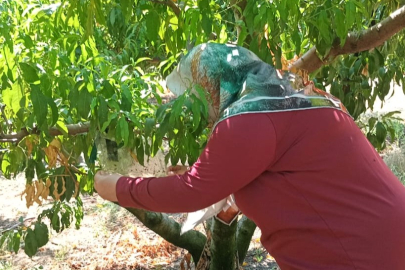 Babaeski’de Zararlı Böceklere Karşı Feromon Tuzaklı Takip