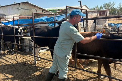 Kırklareli’nde Hayvan Sağlığı İçin Aşılama ve Kontroller Düzenli Olarak Sürdürülüyor