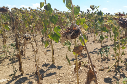 Kuraklık Ayçiçeğini Vurdu