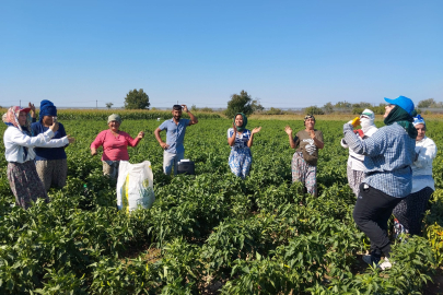 Karaağaç’ta 9/8’lik Biber Hasadı