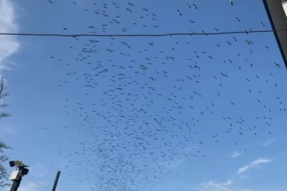 Sürü Sürü Dönüyorlar